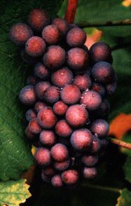Les vins d'alsace et les vignobles de Gertwiller